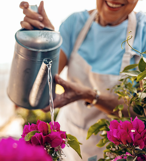 Watering Pink Flowers